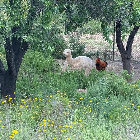 Gite Au Paradis, Parc Animalier Olmeta-di-Tuda Exterior foto