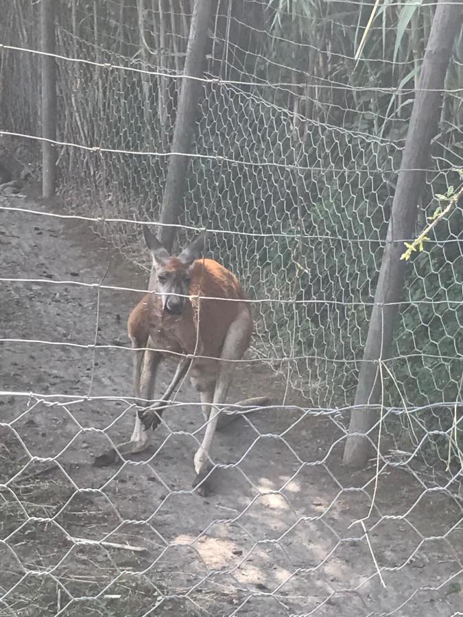 Gite Au Paradis, Parc Animalier Olmeta-di-Tuda Exterior foto
